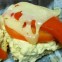 Lucchesi’s Ravioli & Pasta Company